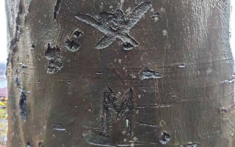 Old Carving On Beech Bark. Spells X and M