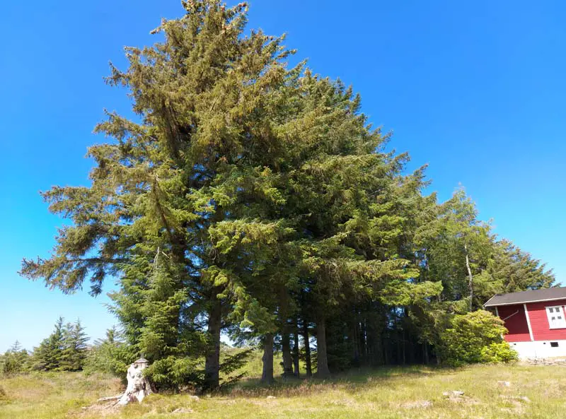 Sitka Spruce Used As A Wind Break