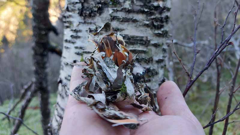 Birch bark peeled of the tree
