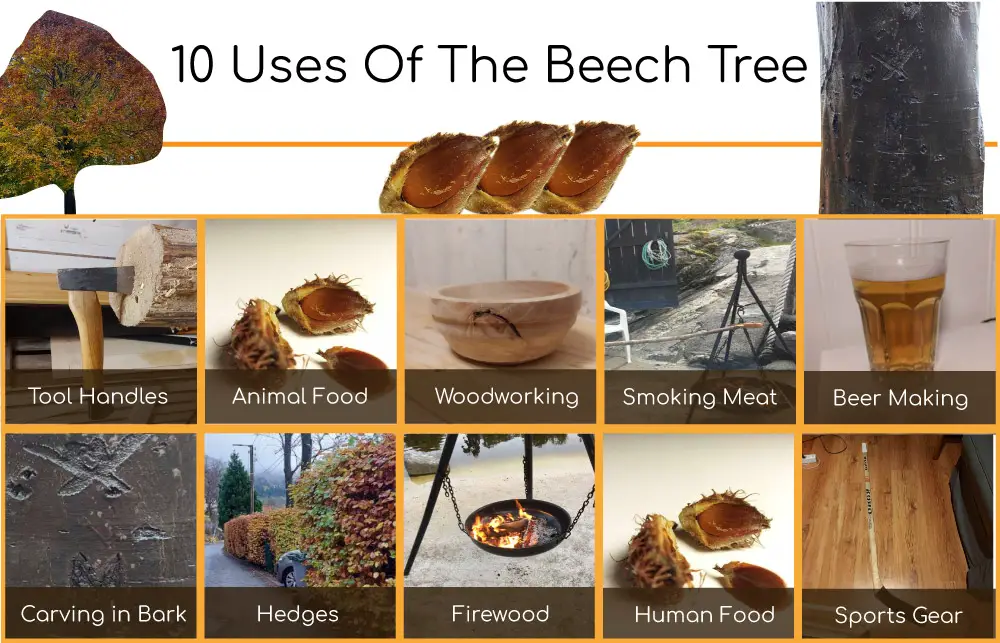 Uses Of Beech Infographic