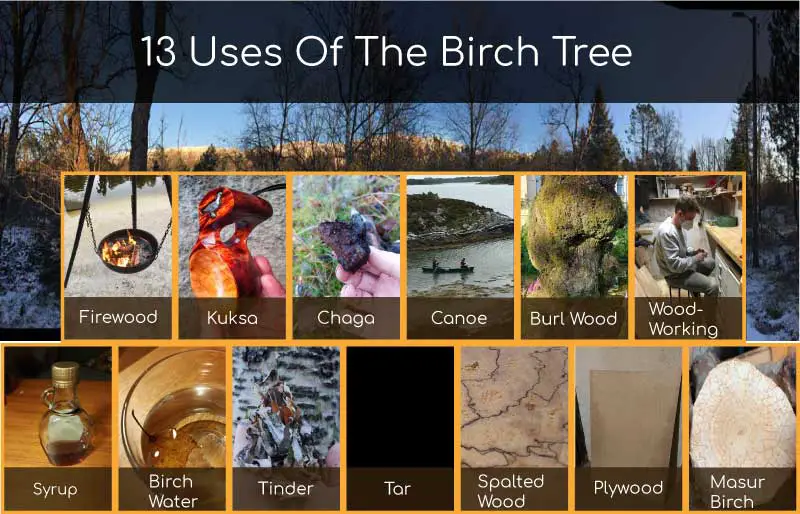 13 uses of the birch tree infographic