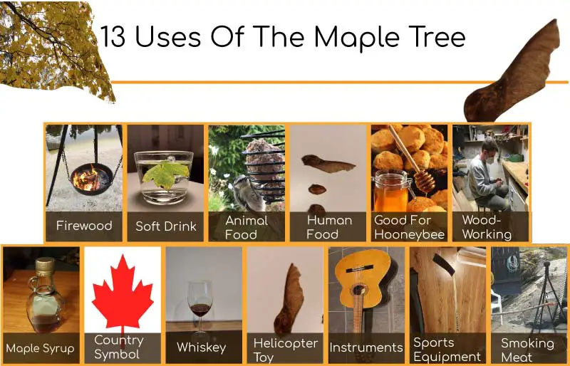 Maple Uses Infographic