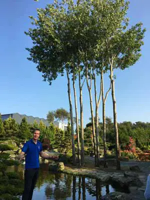 Landscaping With Poplar Trees