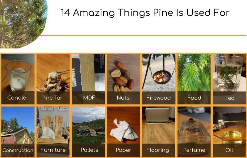 Pine Uses Infographic